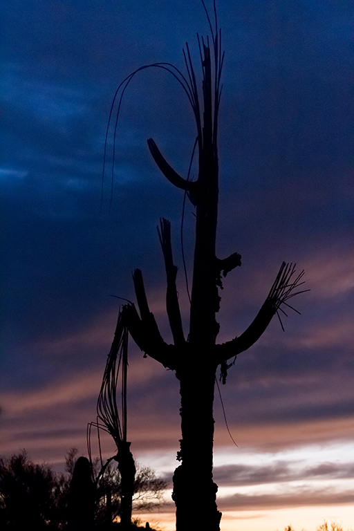 10-21 - 15.jpg - Saguaro National Park, East Part